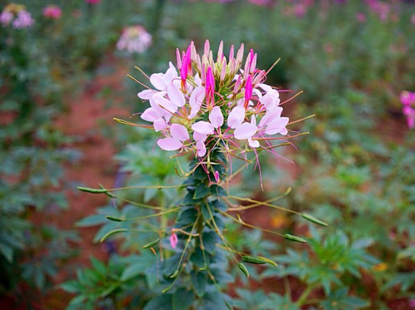 醉蝶花